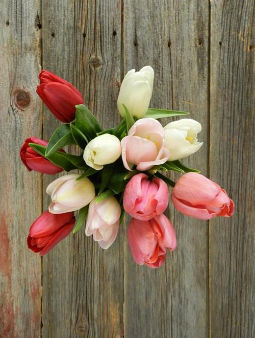 VALENTINE`S DAY PACK- RED, PINKS & WHITE  SEASONAL TULIPS